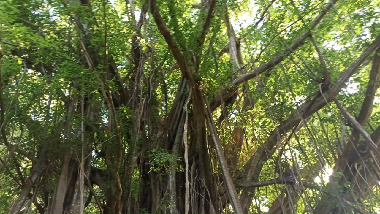 보라 보라 Tiki House 빌라 외부 사진
